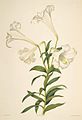 Lilium longiflorum