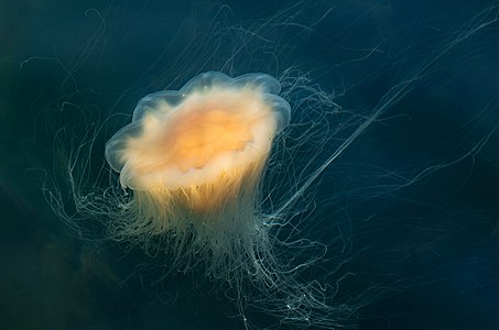 Cyanea capillata (Lion's mane jellyfish)