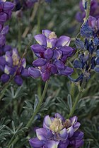 Lupinus excubitus