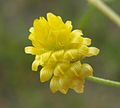 Medicago lupulina