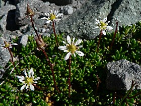 Micranthes tolmiei