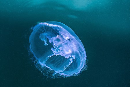 Moon jellyfish in Rågårdsdal 4