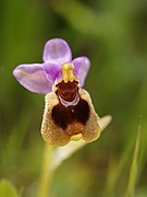 Ophrys tenthredinifera