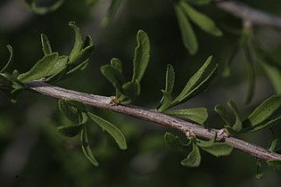 Prunus fasciculata