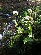 Sweet Coltsfoot (8699518674).jpg