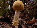 Amanita frostiana