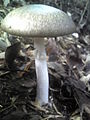 Amanita pseudoporphyria