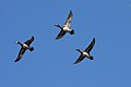 Flock in flight