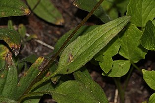 Arnica parryi