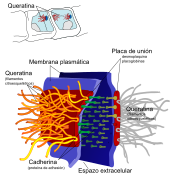 Desmosome cell junction gl.svg