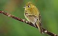 Empidonax flavescens