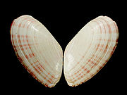 Moerella donacina