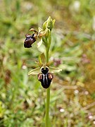 Ophrys incubacea