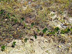 Restinga na Área de Proteção Ambiental de Guadalupe ( APA de Guadalupe ) – Pernambuco, Brasil – Eric Bem dos Santos ( 2019 ) – 1.jpg