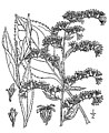 Solidago arguta