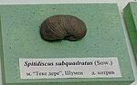 Thumbnail for File:Spitidiscus subquadratus (Zwierzycki) Lower Hauterivian, Teke Dere, Shumen Province at the Sofia University 'St. Kliment Ohridski' Museum of Paleontology and Historical Geology.jpg