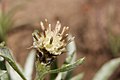 Antennaria dimorpha