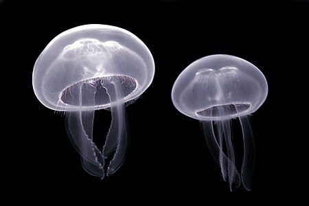 Aurelia aurita (Moon Jellyfish)