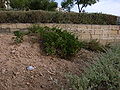 Cheirolophus crassifolius cultivated specimen in Sliema, Triq it-Torri