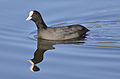 Eurasian Coot