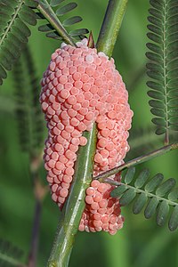 Pomacea canaliculata eggs