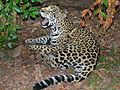 Jaguar (Panthera onca) in Belize zoo