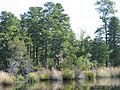 Forest, Lake Atsion, New Jersey