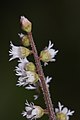 Mitella trifida