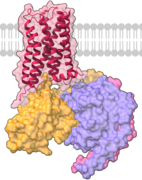 Muscarinic receptor M2 coupled to protein G - 6OIK.png