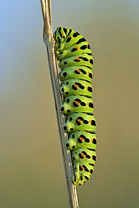 Commons:Featured picture candidates/Set/Papilio machaon caterpillar