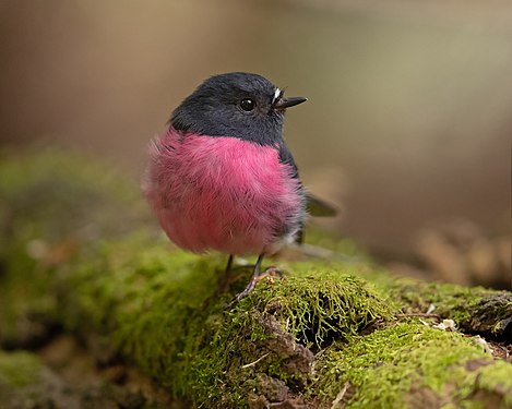 "Pink_Robin_2_-_Mount_Field_National_Park.jpg" by User:JJ Harrison