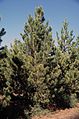 Provincial tree: Lodgepole Pine