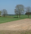 Plantation of asparagus on right