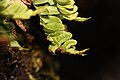 Polypodium amorphum