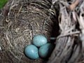 Blackbird nest with eggs