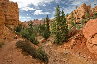 With Pinus ponderosa, at Bryce Canyon National Park, Utah