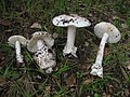 Amanita ocreata