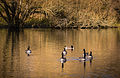 Branta canadensis