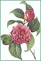 Camellia