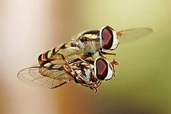 第三名： Hoverflies mating in midair. Fir0002 (GFDL)