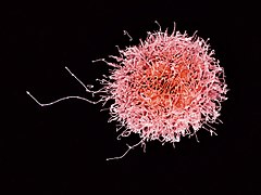 Human Natural Killer Cell (29228845335).jpg