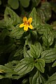 Mimulus dentatus