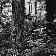 Photograph of Large Tulip Poplar on Cox Tract - NARA - 2129102.tif