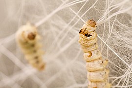 Silk Pavilion silkworm2.jpg