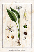 Jacob Sturm vol. 1 - plate 36 in: Jacob Sturm: Deutschlands Flora in Abbildungen (1796)