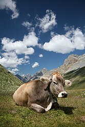 Vaca a los pies del Fuorcla Sesvenna en Engadin, Suiza.