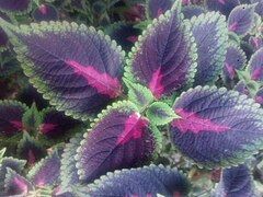 Coleus in Bangladesh green purple leaves detaild.jpg