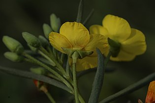 Eulobus californicus