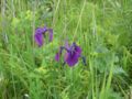 Iris ensata var. spontanea