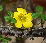 Oxalis gigantea